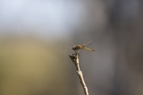 Vumbura Dragonfly Vumbura Dragonfly